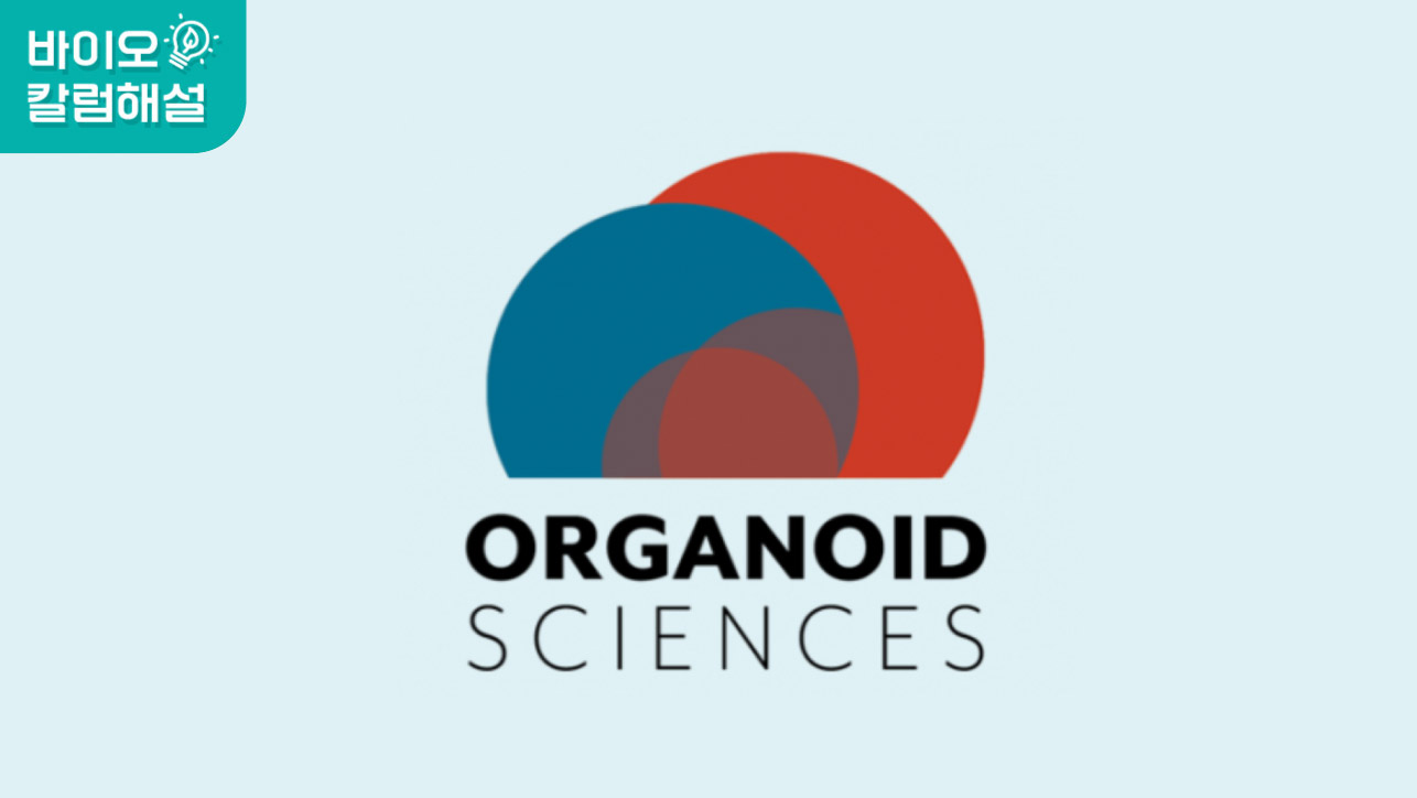 ▶우리 몸에 이식 가능한 미니장기 오가노이드 해설방송